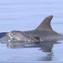 Delfin-Nachwuchs tummelt sich in der Adria