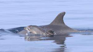 Delfin-Nachwuchs tummelt sich in der Adria