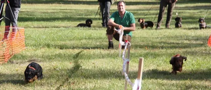 Mehrere Menschen und Hunde sind auf einem Bild zu sehen. Zwei der Hunde rennen innerhalb einer Rennbahn direkt Richtung Kamera.
