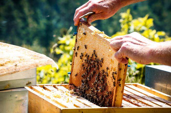 Honigbienen haben einen Aktionsradius von maximal vier Kilometern