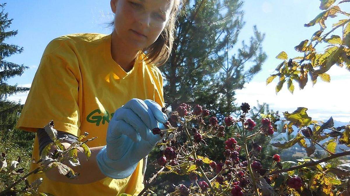 Das Pflanzenschutzmittel Glyphosat ist heftig umstritten