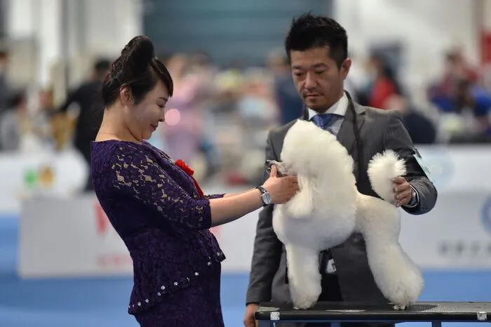 Erstere schleppen ihre Vierbeiner derzeit auf die Internationale Hundeausstellung, die Anfang Mai in Shanghai stattfindet.