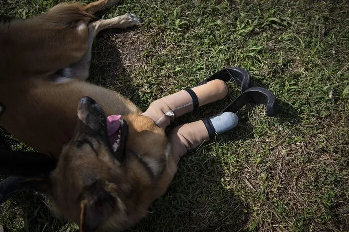 Nach Angaben der Tierschutzorganisation Soi Dog vom Dienstag konnte er innerhalb von fünf Minuten wieder gehen. 