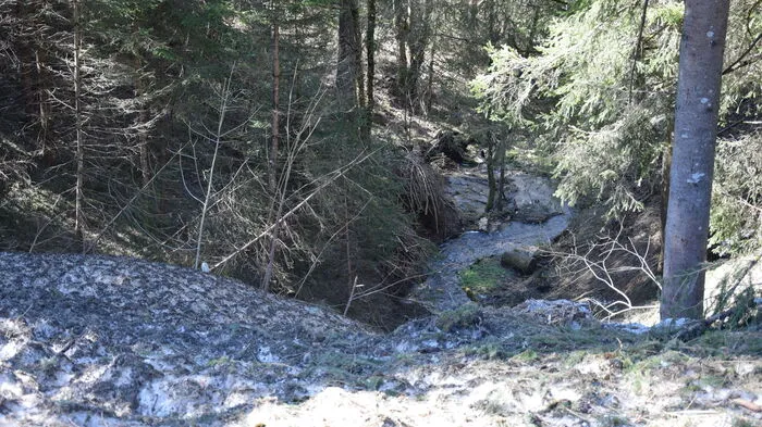 Den Schattnergraben kommen Kröten, Frösche und Molche herauf...