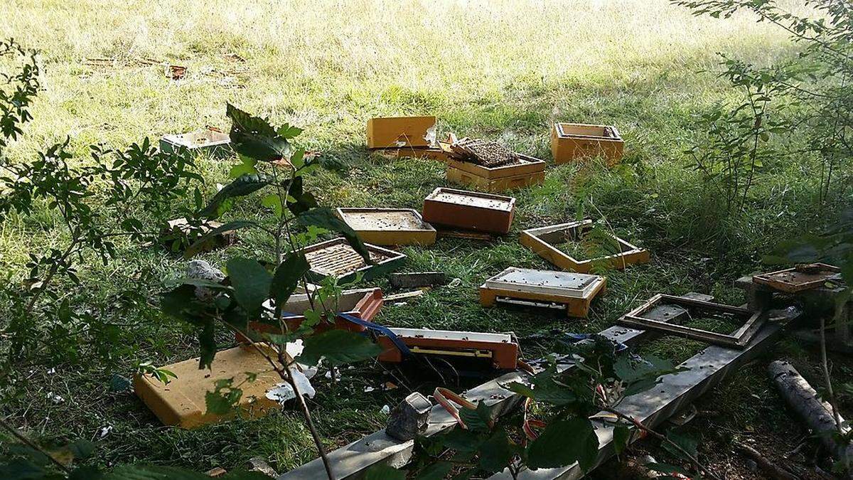 Der Bär hat im Sommer mehrmals Bienenstöcke geplündert (Archivfoto)