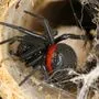 Schwarze Witwen zählen zu den giftigsten Tieren der Welt