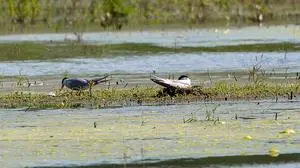 Das erste Mal seit 1882 hat in der Steiermark eine Fluss-Seeschwalbe gebrütet – und zwar auf der Ausgleichsfläche der S7