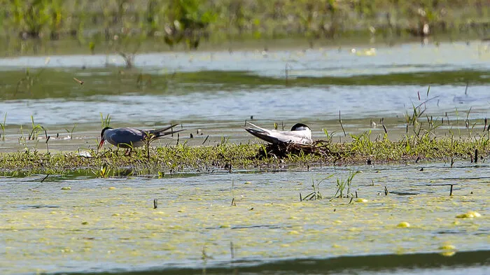 Das erste Mal seit 1882 hat in der Steiermark eine Fluss-Seeschwalbe gebrütet – und zwar auf der Ausgleichsfläche der S7