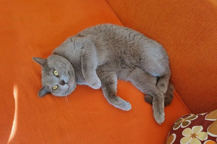 Michaela Kain: Balu ist ein Britisch Kurzhaar-Kater. Er ist ein sehr verschmuster Vierbeiner, der es liebt, in der Natur herumzulaufen und Sachen zu machen, die Katzen halt so gerne machen. Wie zum Beispiel Vögel fangen, was mir überhaupt nicht gefällt. Aber es ist die Natur der Katzen….