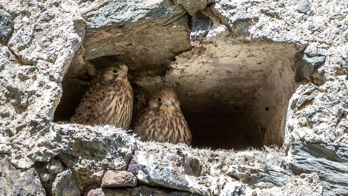 Jedes Jahr schlüpfen vier bis fünf Jungfalken auf Burg Heinfels