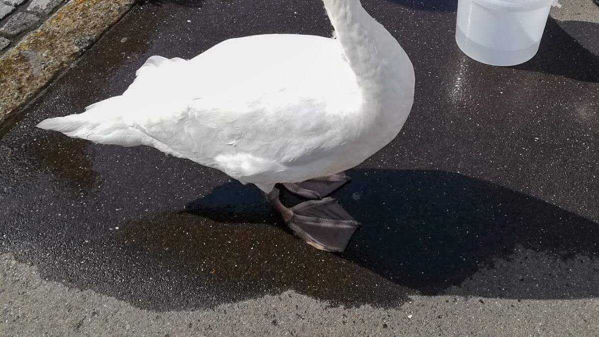 Der Schwan löste einen Feuerwehr-Einsatz aus