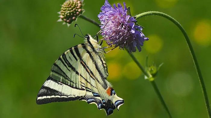 Artenvielfalt in der Blumenwiese