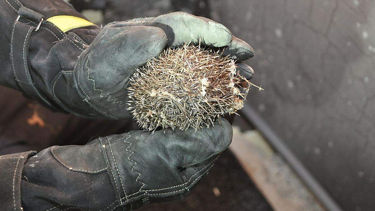 Der junge Igel blieb unverletzt