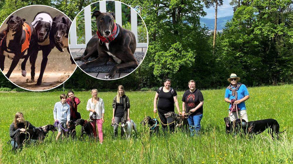 Entspannte Runde: Die Ösi-Greys um Kerstin Kroisz (4. v. l.) beim gemeinsamen Spaziergang am Lustbühel. Greyhounds werden u. a. in Irland für Hunderennen eingesetzt - wie 11.000-Euro-Hund  Oscar