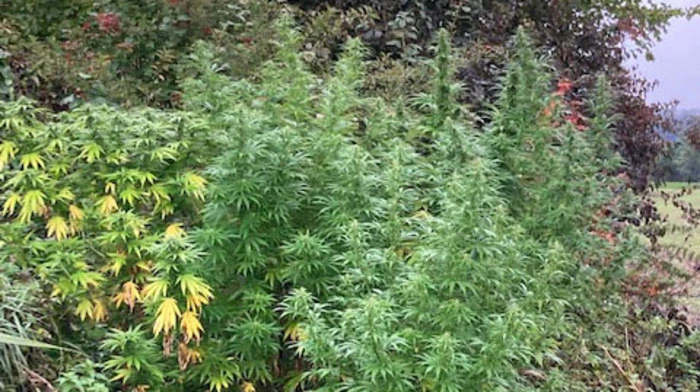 Die sichergestellten Marihuana-Pflanzen