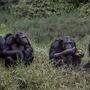 Schimpansenkönnen Sätze mit Huu und Waa bilden