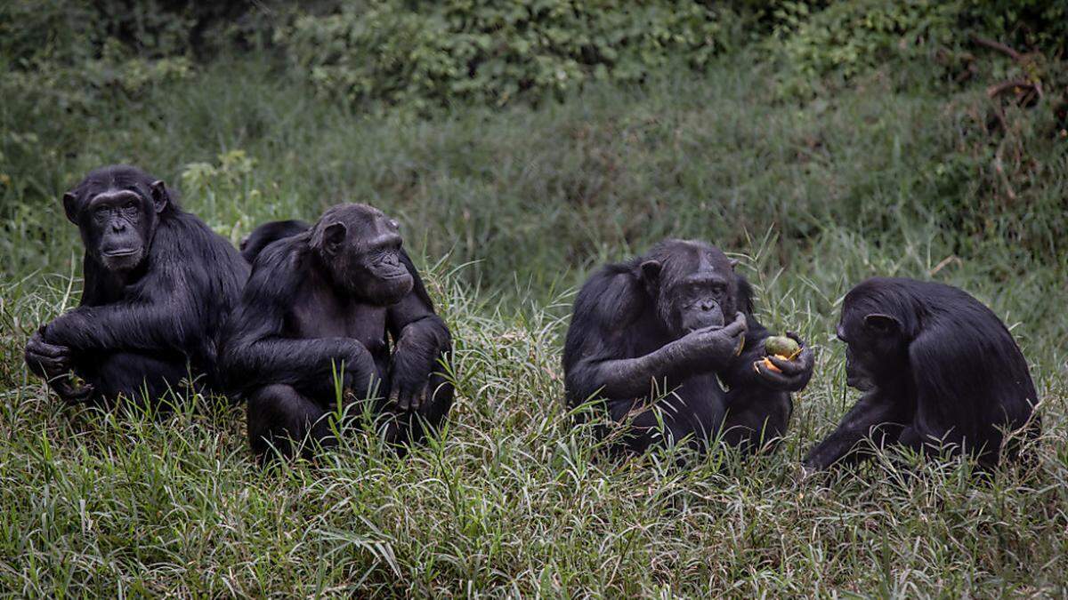 Schimpansenkönnen Sätze mit Huu und Waa bilden