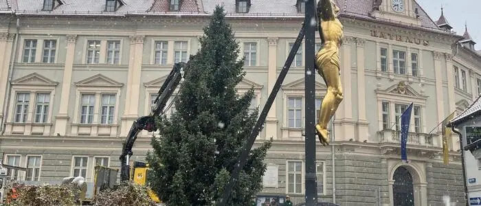 Vor dem historischen Wolfsberger Rathaus steht eine zehn Meter hohe Tanne | Der Christbaum vor dem Wolfsberger Rathaus