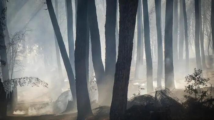 Einige Häuser wurden evakuiert, mehrere Familien suchten bei Angehörigen Unterkunft. Riesige Flächen von Wald und Busch im Nationalpark des Vesuvs wurden zerstört.