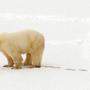 Massiv bedroht: der Polarbär