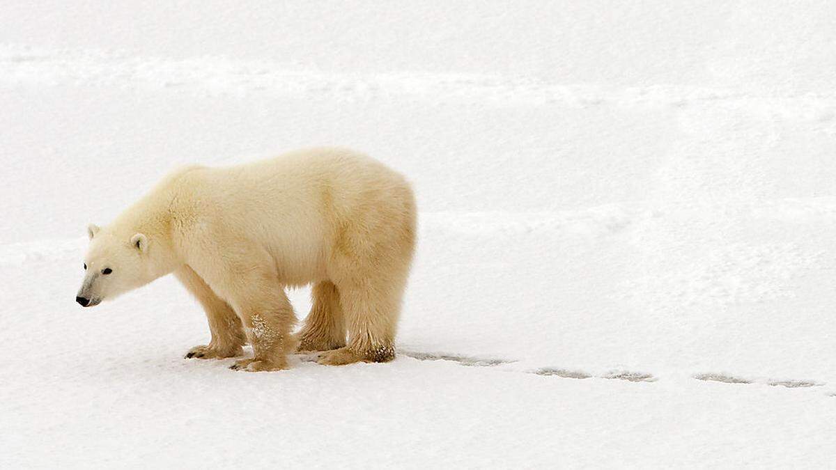 Massiv bedroht: der Polarbär