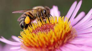 Bienenlieblinge: Wildrose und Schmuckkörbchen