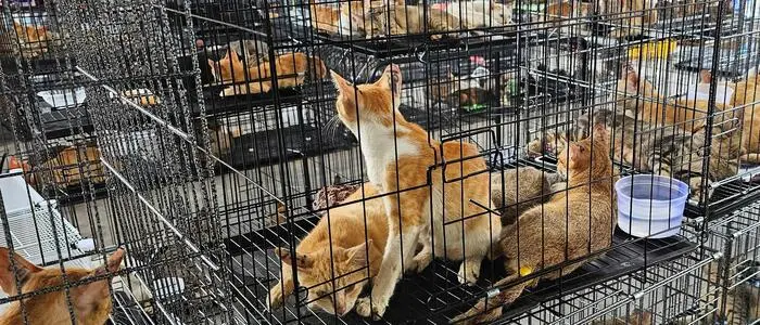 400 lebende Katzen wurden gefunden