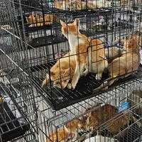 400 lebende Katzen wurden gefunden