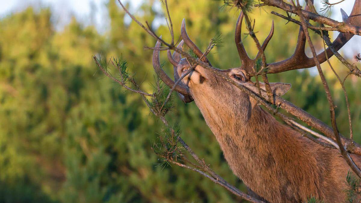 Das Rotwild richtet in de Wäldern der Region oft großen Schaden an