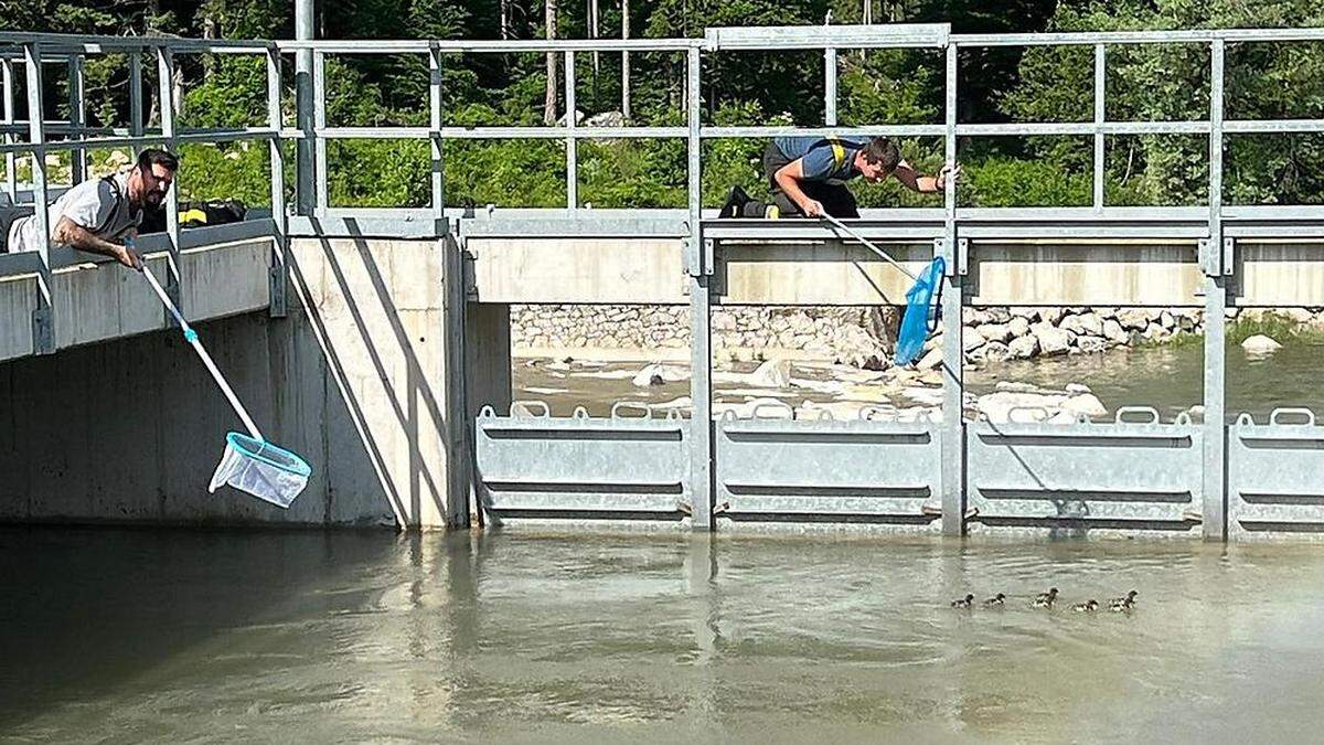 Mit Keschern versuchten die Feuerwehrleute, die Jungtiere einzufangen