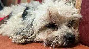 Mimi ist wieder zu Hause