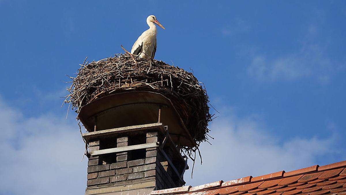 Die Jungstörche waren zunächst im Nest am Südtirolerplatz