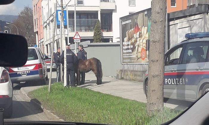 Zuvor wurde das Pony "verhaftet"