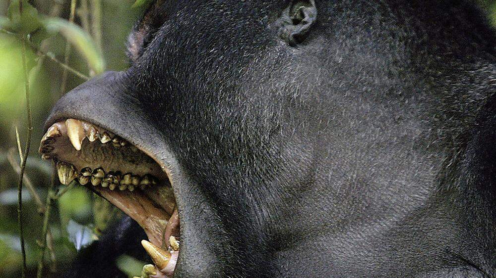 Wildgewordener Gorilla bricht Sicherheitsglas in Zoo