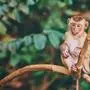 Cute little monkey sits on the tree
