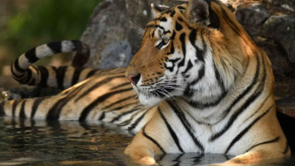 Die Tigerpopulation schrumpft
