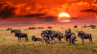 Safari-Erlebnis in Tansania und Traumstrände auf Sansibar