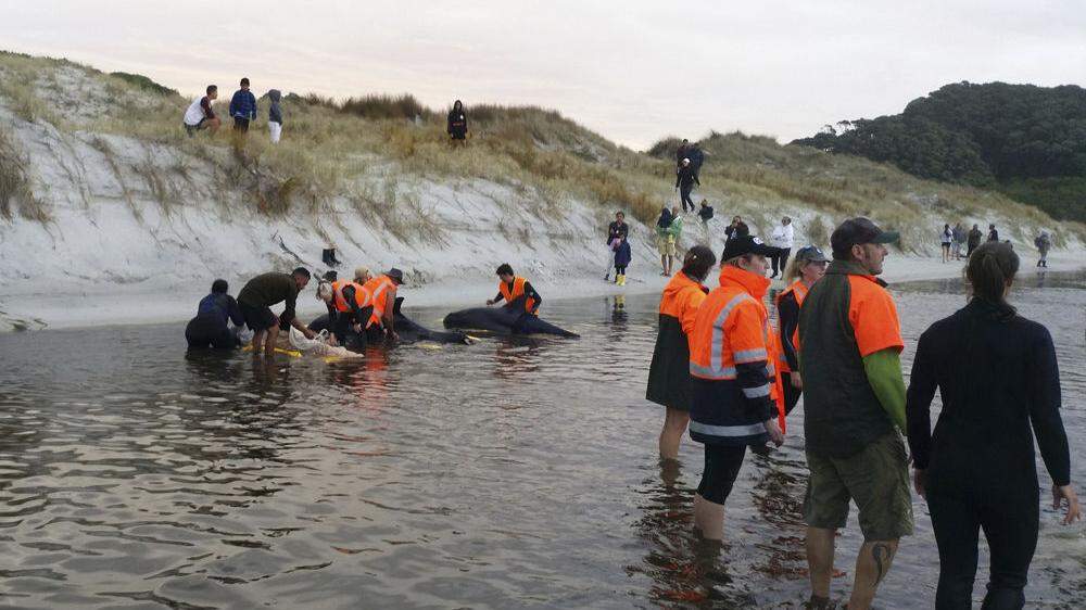 Wildhüter und freiwillige Helfer haben am Dienstag sechs an der nördlichen Küste Neuseelands gestrandete Wale gerettet