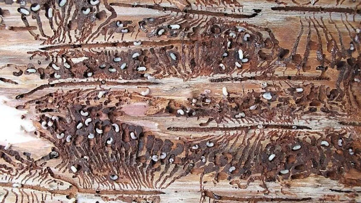 So sieht die Entwicklung von Borkenkäferlarven aus. Ein Anzeichen dafür ist braunes Bohrmehl