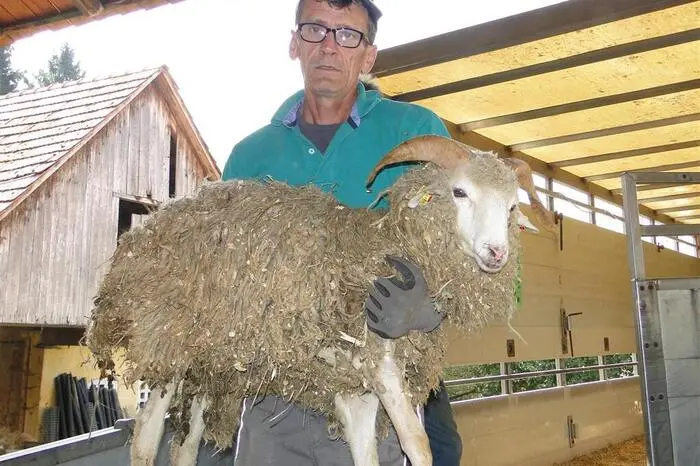 Auch die Erhaltung der Tiere kostet Geld - deswegen bittet der Tierschutzverein um Spenden: Spenden: „Purzel &amp; Vicky“, IBAN: AT39 3843 9000 0025 7410, BIC: RZSTAT2G439 Infos unter: Tel. 0664-23 80 359