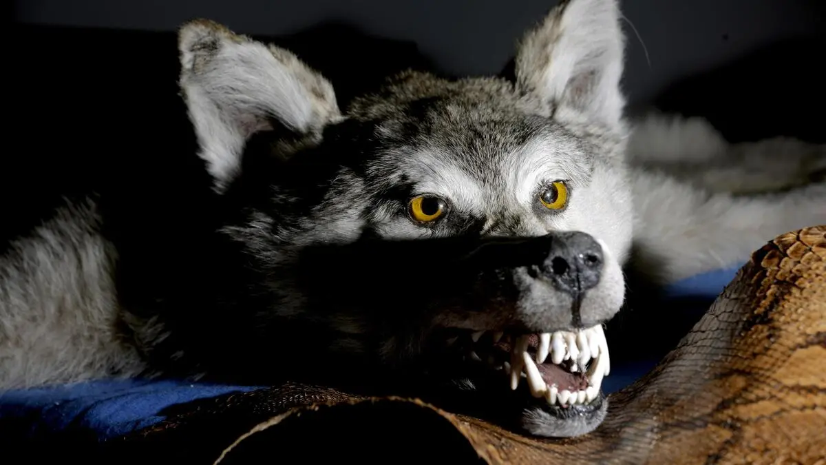 Pro erlegtem Wolf versprach Bürgermeister Peter Suntinger eine Prämie von 1500 Euro