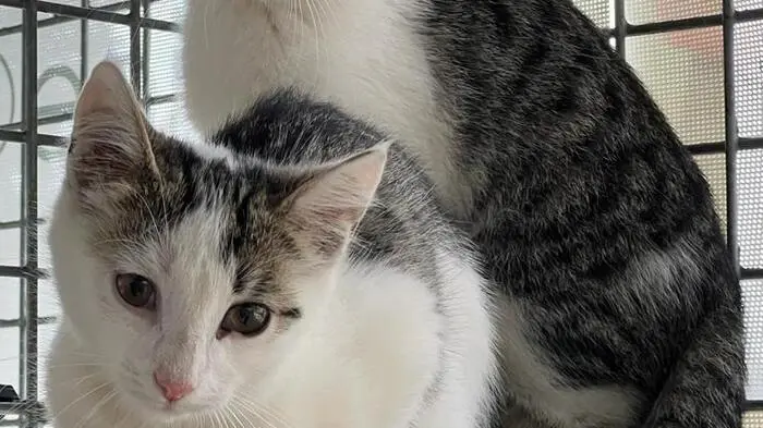 Sechs Samtpfoten finden allein diese Woche ein neues Zuhause und können das Weizer Katzenhaus verlassen.