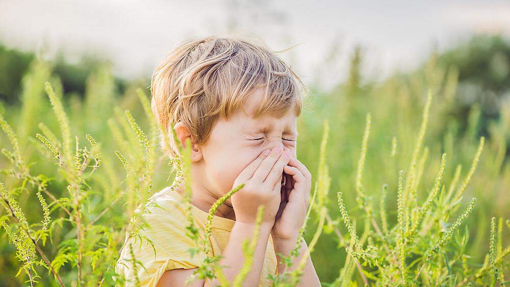 Der hohe Ambrosia-Pollenflug sorgt auch bei Kindern für allergische Reaktionen