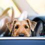 Den Hund bei Hitze im Auto zurückzulassen, ist Tierquälerei und strafbar