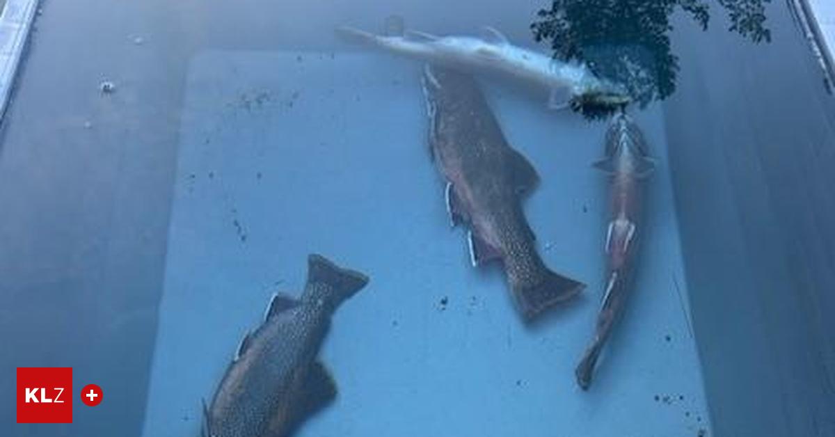 Tausende-tote-Fische-in-Ramsau-am-Dachstein-Das-war-ein-Anschlag-