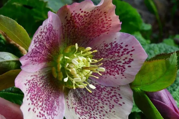... aber auch Flühlingsblumen, die sich bereits mühevoll den Weg ans Tageslicht gebahnt haben.