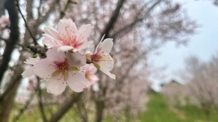 Weit geöffnet sind bereits die Blüten der Mandelbäume am Hohenberg bei Gleisdorf