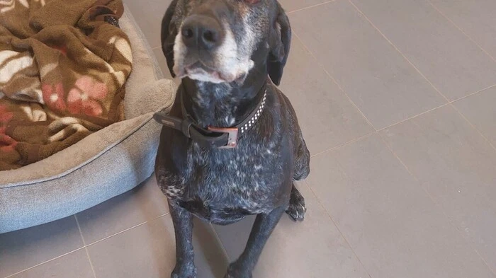 Kimba sucht ein Zuhause. Die Deutsch Kurzhaar Hündin ist 10 Jahre alt und ein absoluter Familenhund. Sie genießt es, im Garten herumzutollen. Am liebsten mit Kindern. Kontakt: Merianweg 10, 9400 WolfsbergTel.: (0 4352) 54 077,  www.tierschutzverein-wolfsberg.at