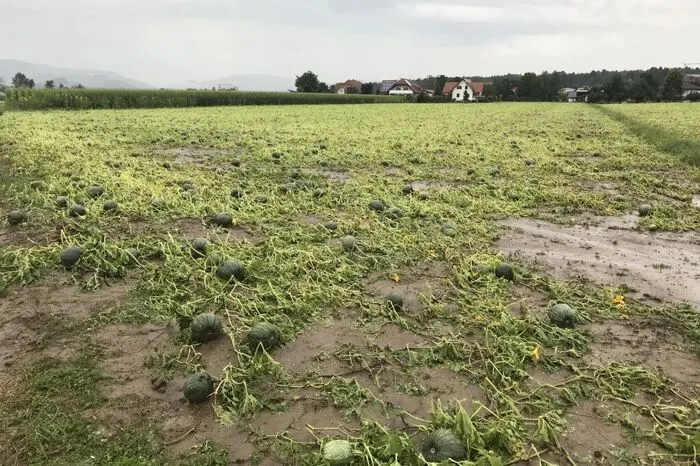 Hagel und Starkregen zerstörten u.a. Kürbisfelder in Feistritztal