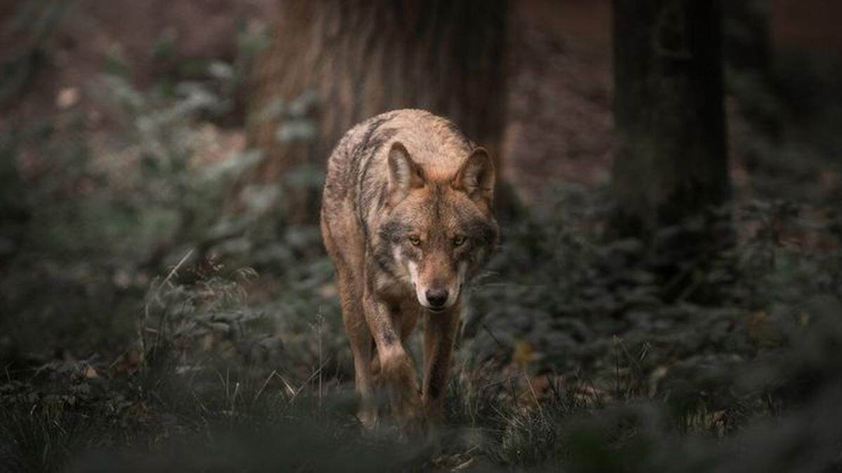 Immer öfter werden in Kärnten und Osttirol Wölfe gesichtet